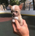 mini čivava