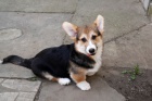 Velsk Corgi Pembroke