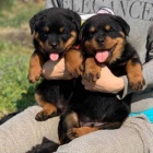Chunky Rottweiler štěňata.