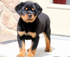 Nádherná štěňata rottweilerů.
