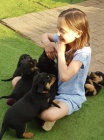 Rodokmen Štěňata Rottweiler.