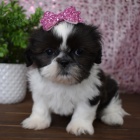 rozkon ttka fenka a pejsek SHIH TZU k adopci