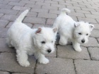 tata West Highland White Terriers k adopci