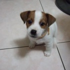 Prodm zdrav tata jack russell terira.