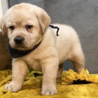 Zdravá a krásná štěňátka pejska a fenky labradorského retrívra k adopci.