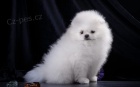 miniaturn tata pomeranian na prodej. Jsou okovan a oderven.