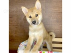 Prodm tata shiba inu