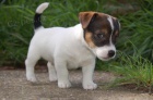Prodám zdravá štěňata jack russell teriéra.