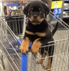 Krásná štěňata rottweilerů.