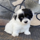 havanese tata k adopci