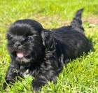 ern tata SHIH TZU k adopci