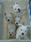 Mini tata West Highland White Terriers k adopci