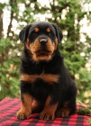 Krásná štěňátka Rottweilerů.