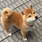 tata Shiba Inu k adopci.