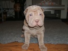 tata Shar pei k adopci