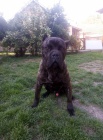 Cane Corso