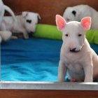 krásná štěňátka anglického bulteriéra k adopci.