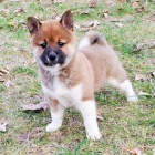 Prodám rozkošná miminka štěňata shiba inu