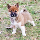 Prodm rozkon miminka tata shiba inu