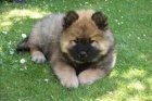 štěňata Eurasier hravé a zdravé štěňata Eurasier