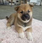Prodám krásná, zdravá a očkovaná štěňata shiba inu