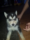 sibisk husky s krsnma modrma oima K Adopci.