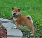 Shiba inu tata bez PP