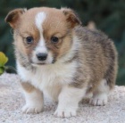 Prodm mini tata Welsh Corgi Pembroke.