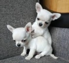 Rozkošná štěňata Chihuahua.