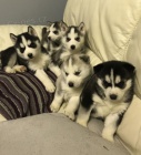 Ohromující štěňata sibiřského huskyho.