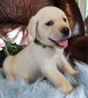 Prodám očkovaná štěňata labradorského retrívra.