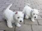 Prodm mini tata West Highland White Terriers