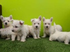 Prodm mini tata West Highland White Terriers