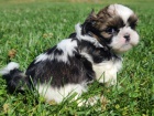 Prodm tata SHIH TZU