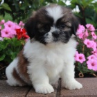 Prodm okovan a oderven tata SHIH TZU