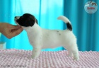 tata Jack Russell Terrier po ampionech s testy DNA s PP