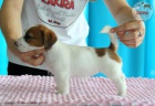 tata Jack Russell Terrier po ampionech s testy DNA s PP