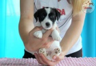 tata Jack Russell Terrier po ampionech s testy DNA s PP