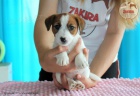 tata Jack Russell Terrier po ampionech s testy DNA s PP