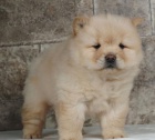 Krásné Chow chow štěňata.