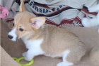 Krásná velšská štěňátka Corgi Pembroke.