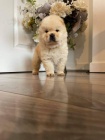 Chow Chow štěňata.