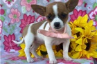 Sladké štěňata Chihuahua.