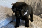 Labrador štěňata.