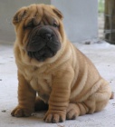 shar-pei tata k adopci Jsou okovan a oderven.