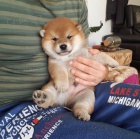 okovan tata MINI Shiba inu k ADOPCI