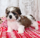 Prodm mini tata SHIH TZU