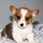 Očkovaná a odčervená štěňata Pembroke Welsh Corgi k adopci.