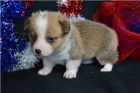 Hravá štěňátka Corgi Pembroke.