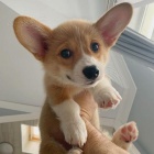 Rozkošná štěňata Corgi Pembroke.